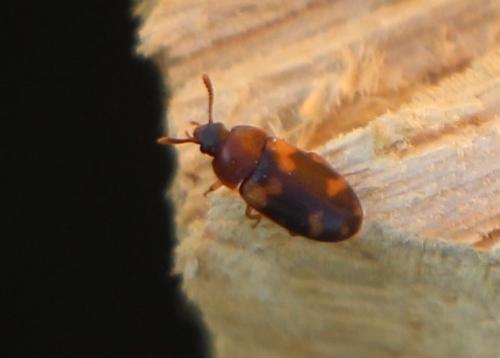 Réf. 299 753 : Mycetophagus piceus